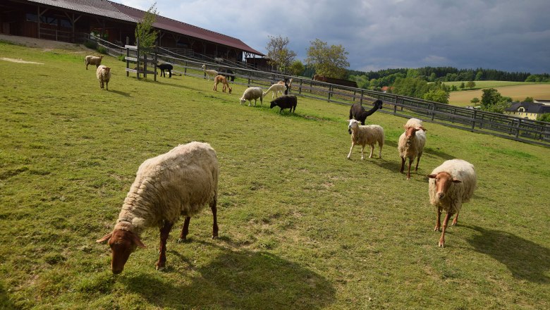 Ovce na farmě Esperanza, &copy; Mag.a Martina Kotzina, Esperanza- Zentrum f&uuml;r tierunterst&uuml;tzte P&auml;dagogik