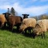 Sheep at the Poggau farm, &copy; zVg Einkehrhof Poggau