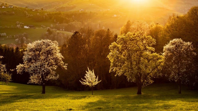 Photo point pear trees sunset, © schwarz-koenig.at