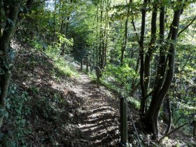 Herrlicher Waldweg oberhalb von Ernsthofen, &copy; Mostviertel - O&Ouml; Mariazellerweg