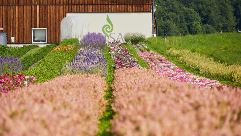 ReinSaat summer flowers, © ReinSaat