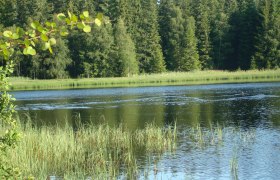 Bull pond, © Manfred Grill