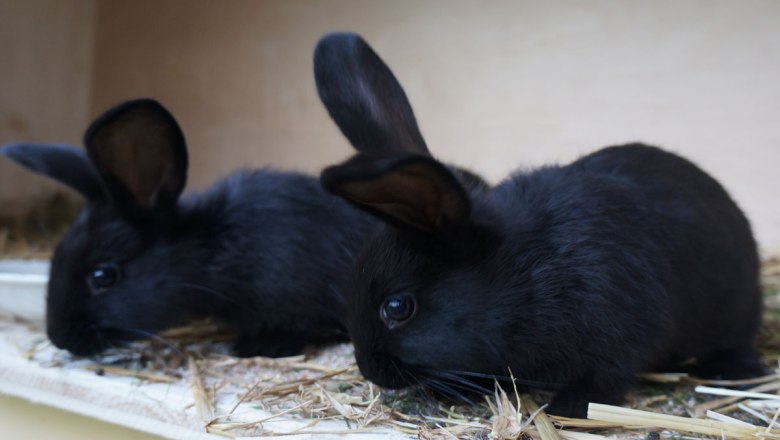 Králíčci mají rádi pohlazení, © zVg. Bio-Bauernhof Höbarten