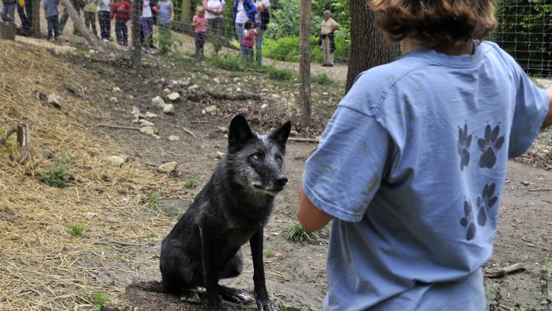 Vlci ve Wolf Science Center v Ernstbrunnu, © Weinviertel Tourismus/ Mandl