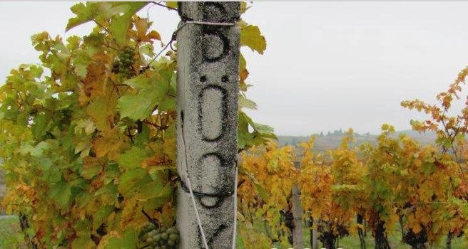 Vineyards, &copy; Weingut B&ouml;ck