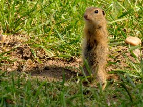 Ziesel auf der Perchtoldsdorfer Heide, &copy; Wienerwald