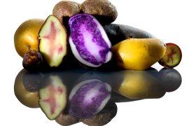 Potato, © Kartoffelhof Schramm