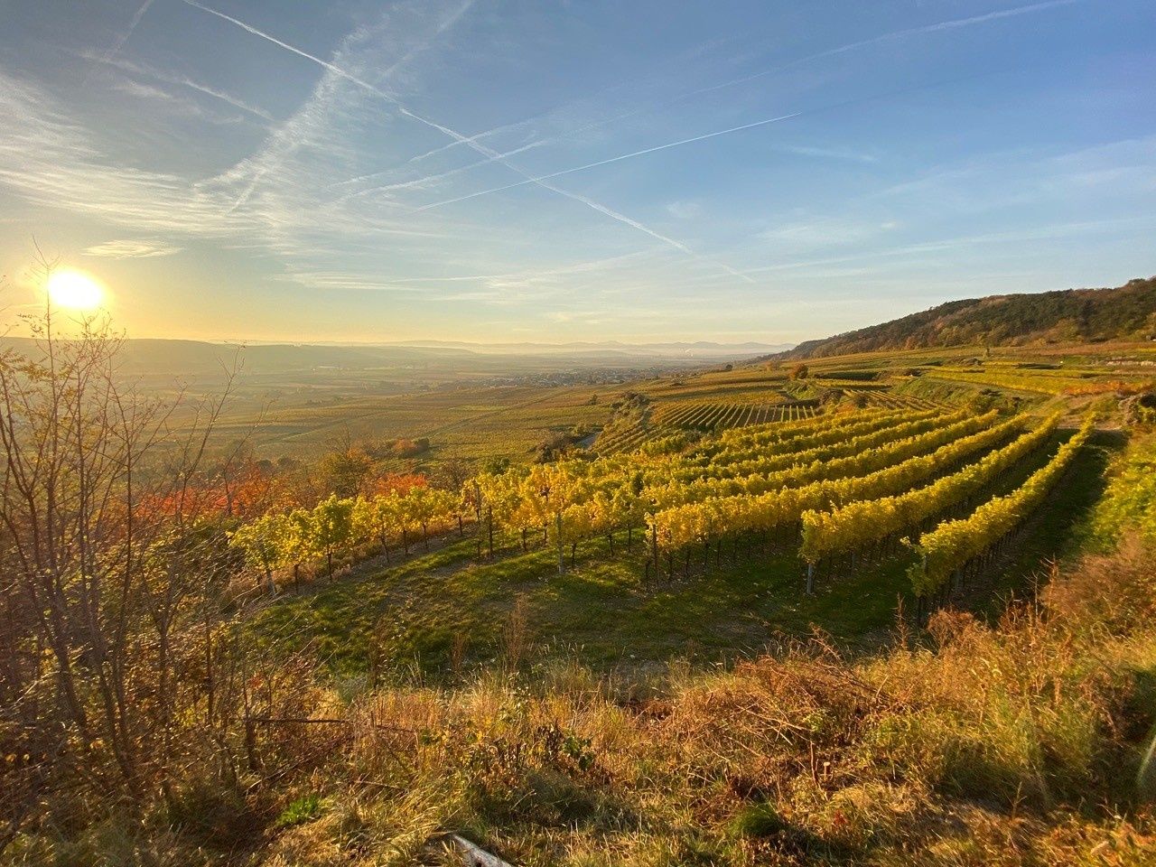 Podzimní atmosféra ve vinařské oblasti Traisental
