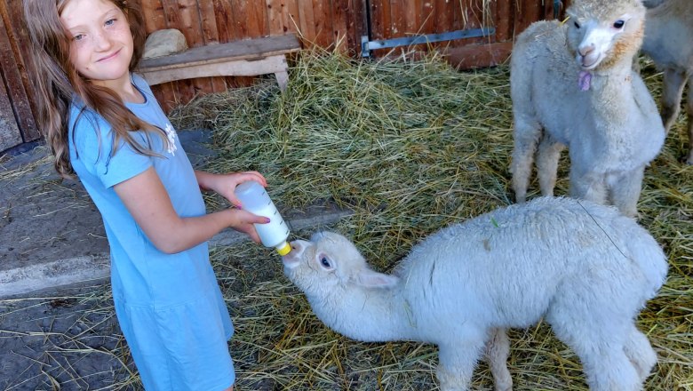 Alpkahof Klosterneuburg, &copy; Alpakahof Klosterneuburg