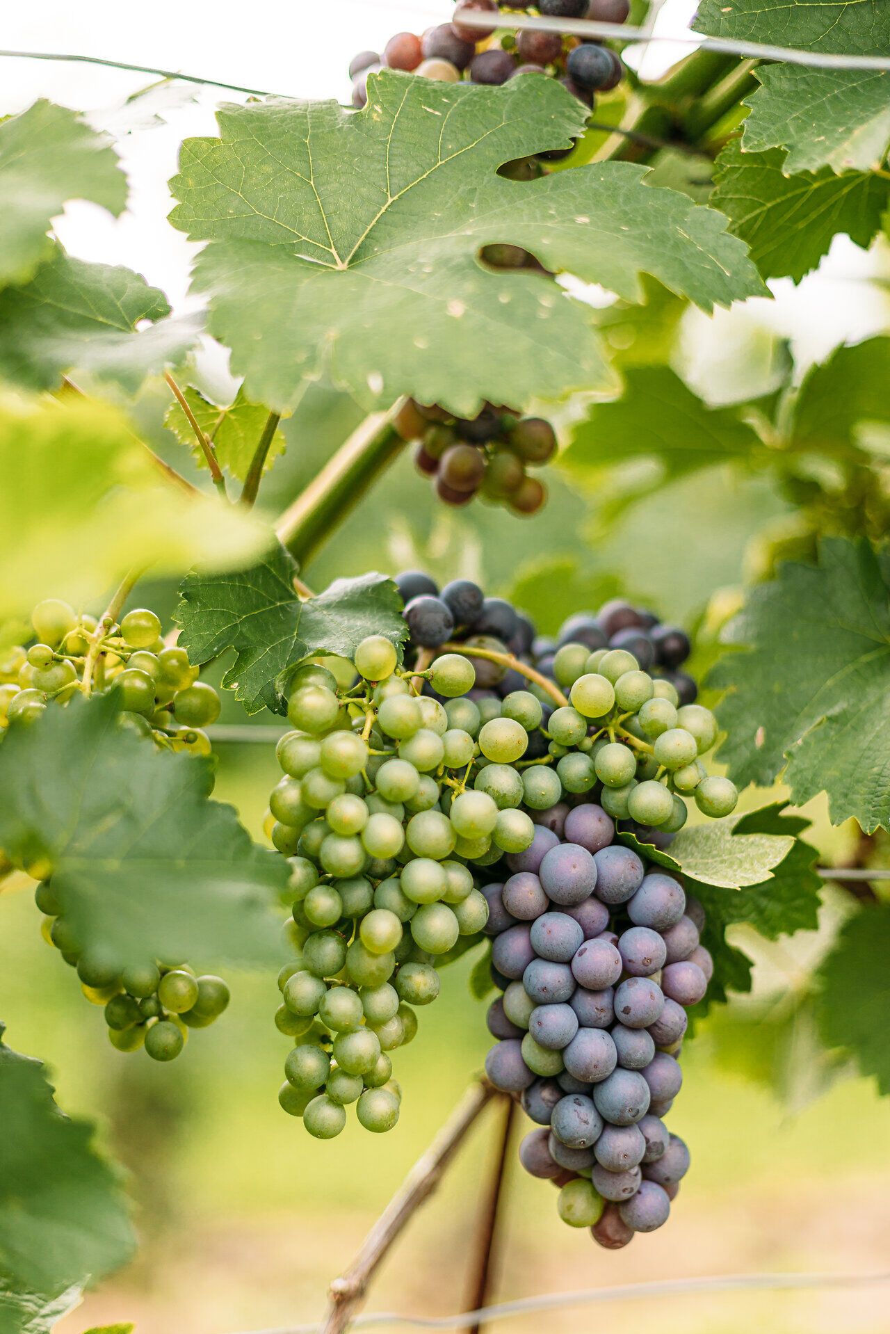 Saftige Weintrauben hängen schwer an den Reben und versprechen einen köstlichen Genuss. Die sanften Hügel des Mostviertels umgeben die Weinberge und laden zu einem entspannten Spaziergang ein. Hier, wo die Natur in voller Pracht erblüht, wird jeder Besuch zu einem unvergesslichen Erlebnis.