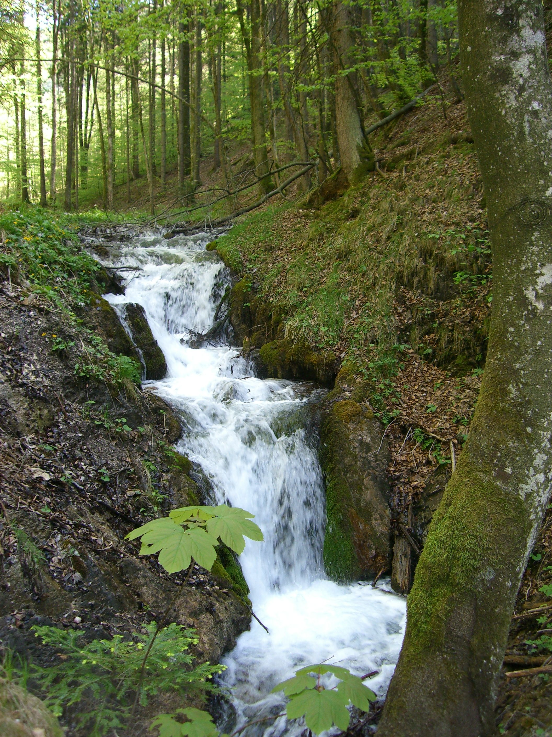 Malý vodopád v lese, obklopený stromy a mechem.