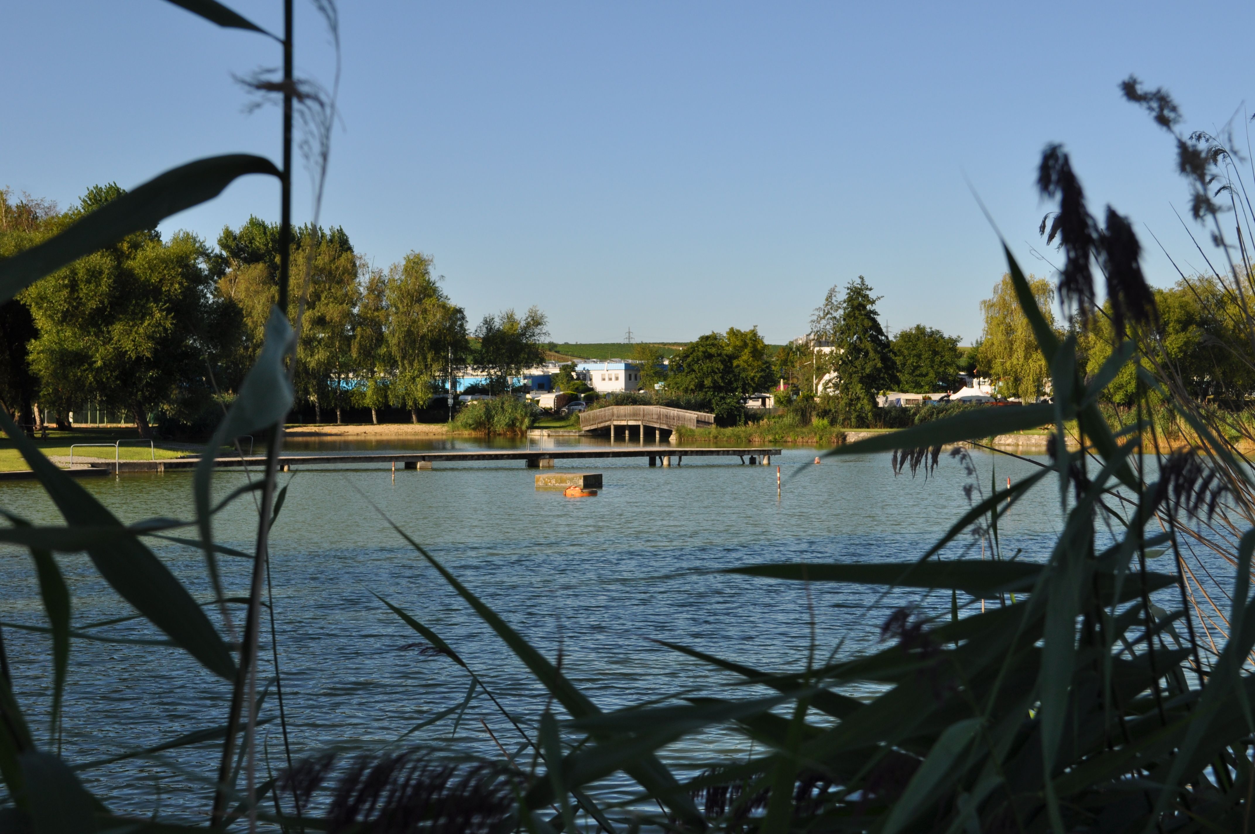 Klidný rybník ke koupání s mostem a stromy v pozadí, rámovaný rákosím.