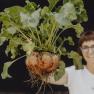 Variety also in your own herb, fruit and vegetable garden, © Niederösterreich-Werbung/Sophie Menegaldo