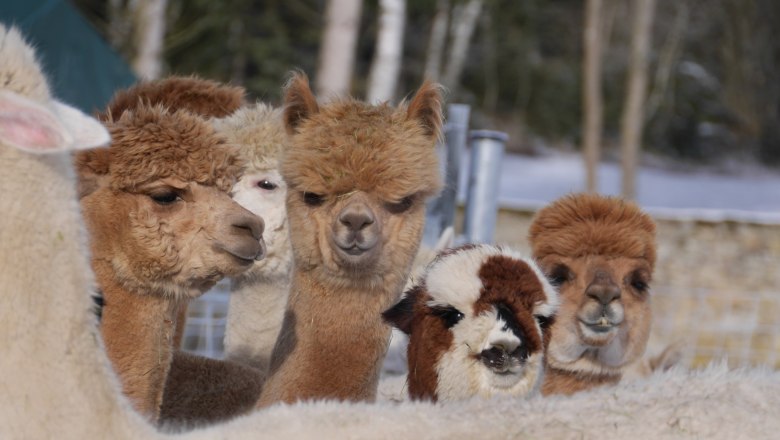 Alpacas, © Manada de Sana