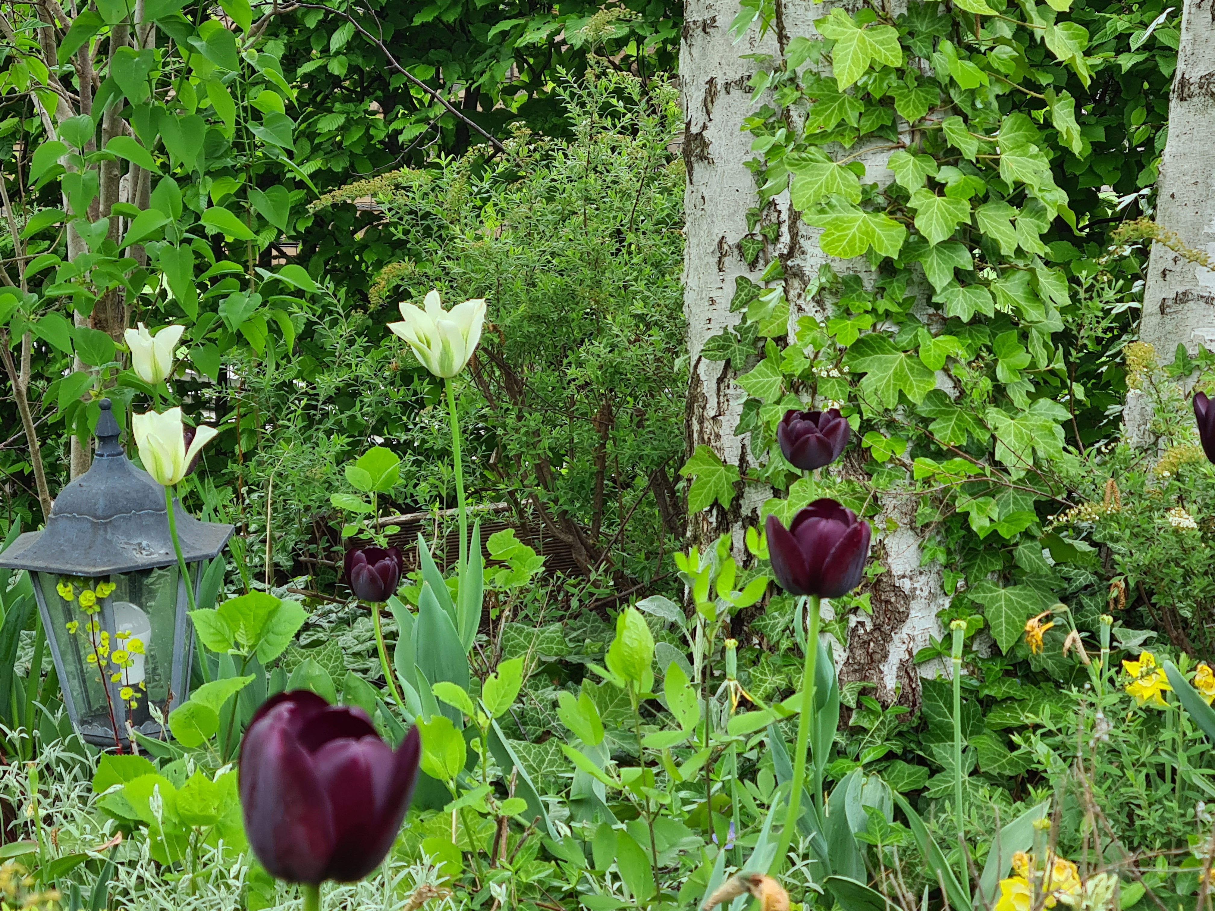 Zahrada s bílými a tmavě fialovými tulipány, břečťanem na stromě a lucernou.