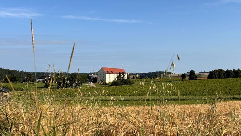 Obilí nyní, © korngut