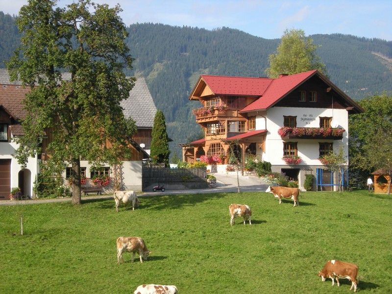 Farma s kravami na louce před tradičním domem v Alpách.