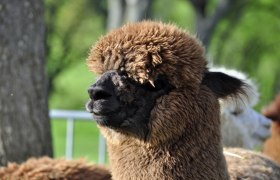 Brown alpaca before shearing, © Donaublickalpakas