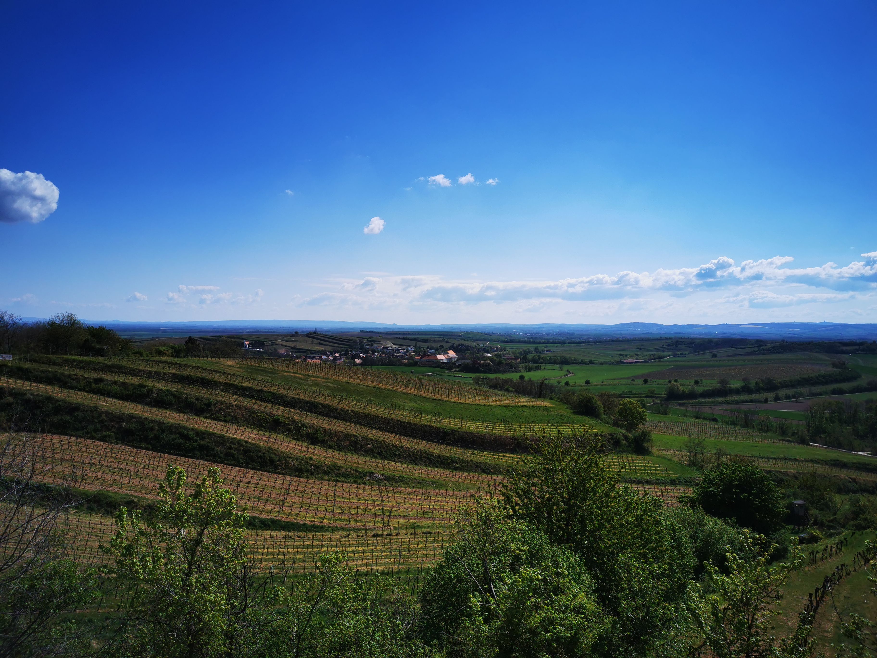 Vinice a krajina pod modrou oblohou ve Vösenau.