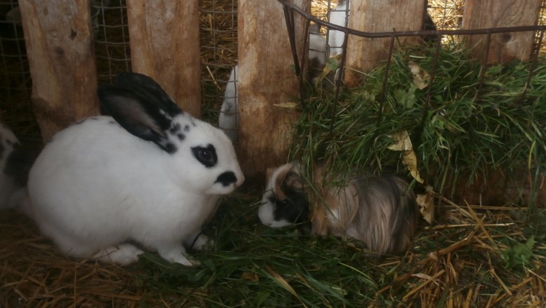 Přítulní králíčci čekají na pohlazení, © Kinderbauernhof Kurz