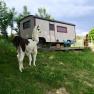 Leopold-the llama herding cart, © lamawanderland