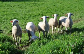 Sheep at Lämmerhof Groiß, © Lämmerhof Groiß
