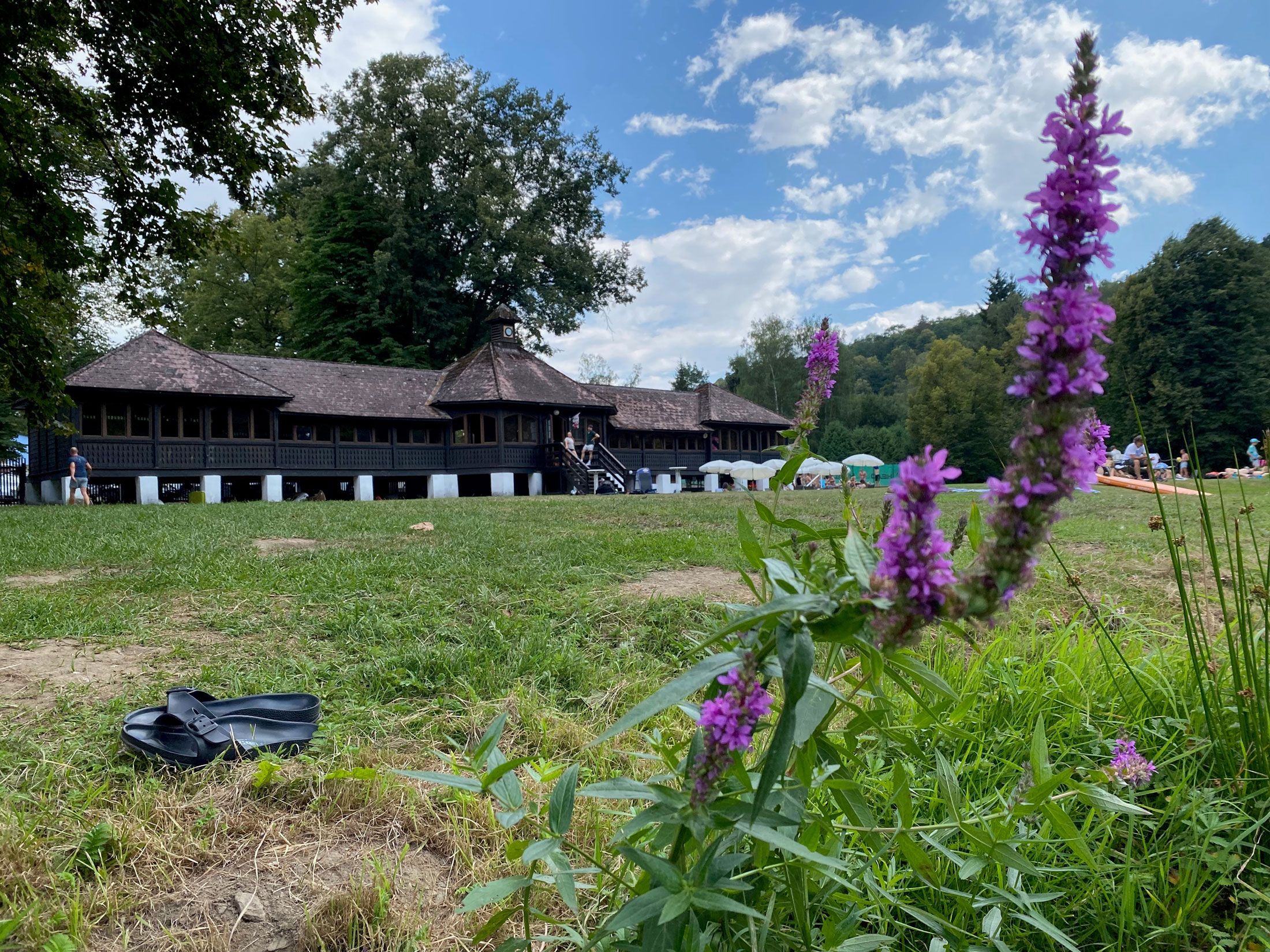 Tradiční dřevěná budova v pozadí s fialovými květy v popředí na louce.