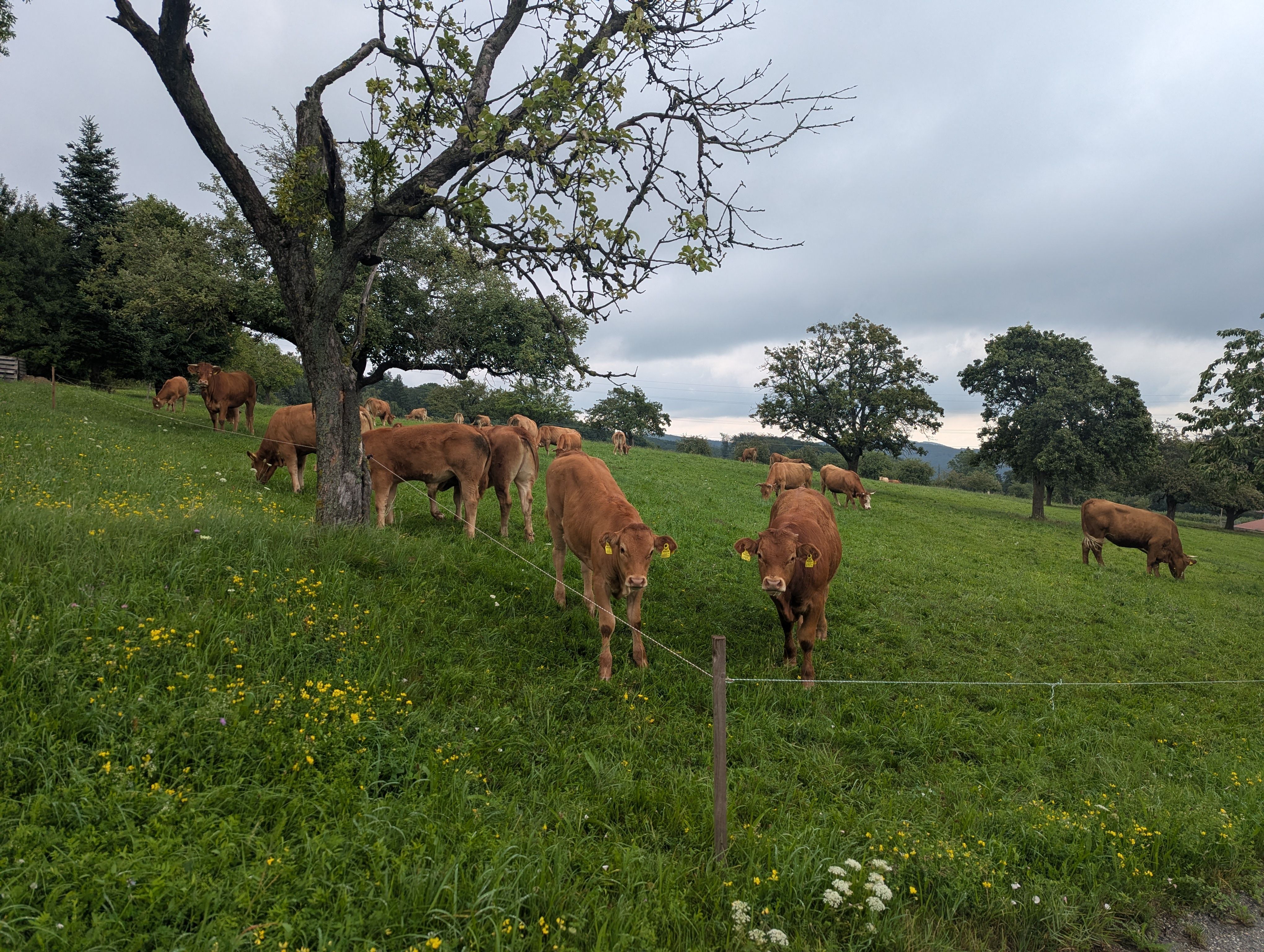 Krávy na zelené pastvině se stromy a zataženou oblohou.