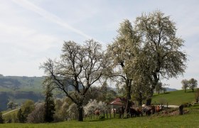 Photo point Mostviertel, &copy; schwarz-koenig.at