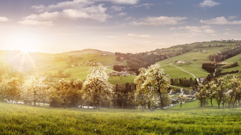 Bílé kvetoucí moře na Moststraße, © Niederösterreich-Werbung/Michael Liebert