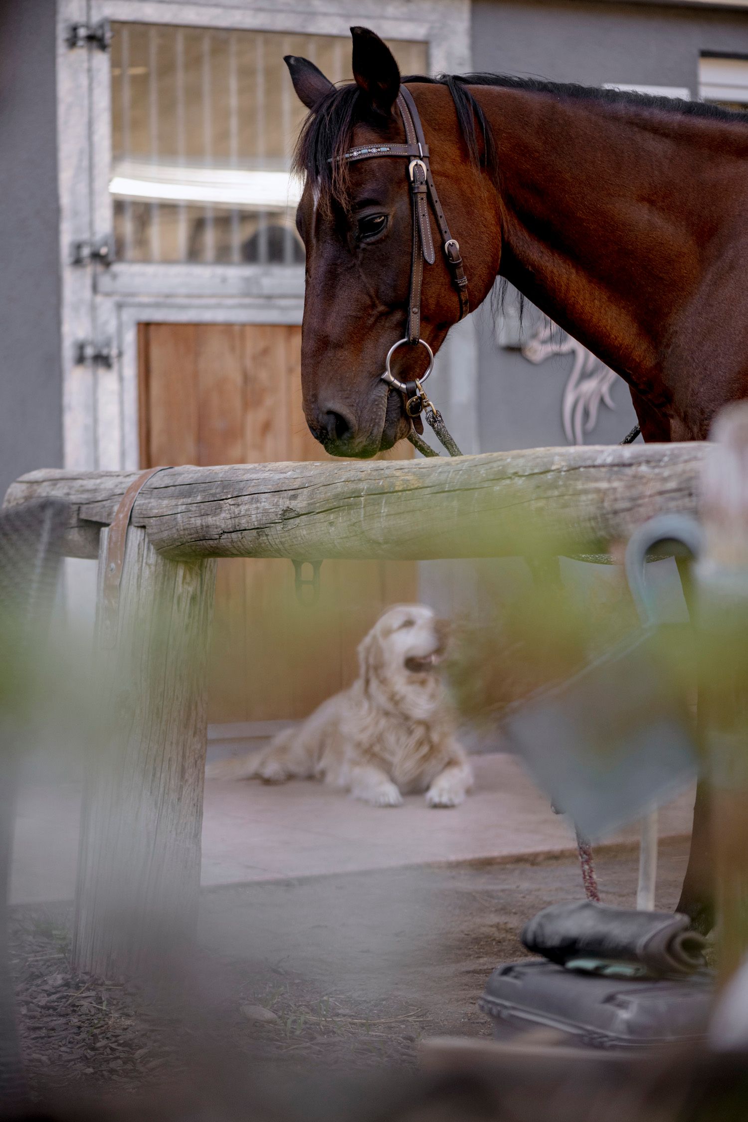 Hroch Campus, kůň a pes