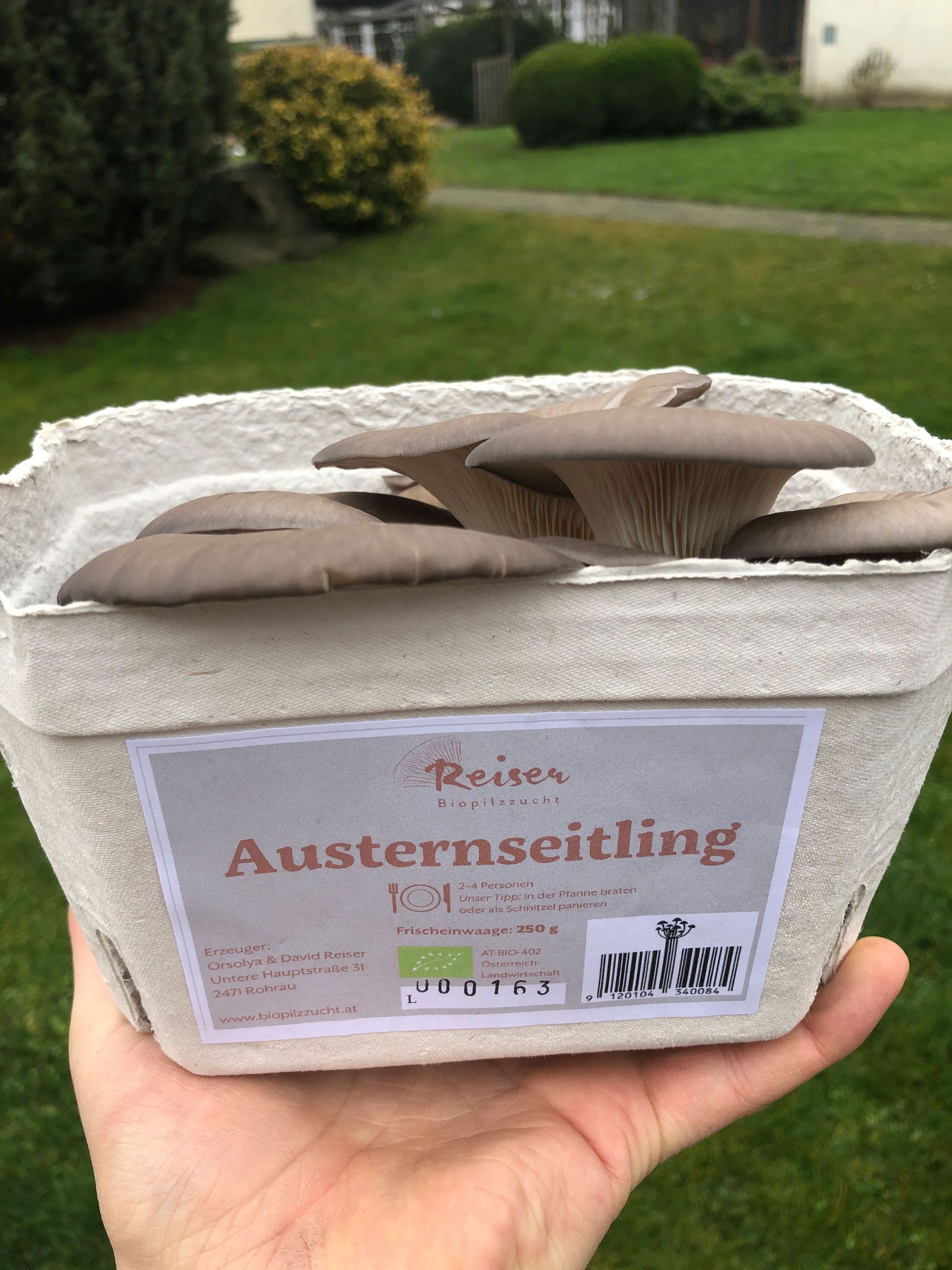Reiserova houbová farma, Rohrau, hlíva ústřičná