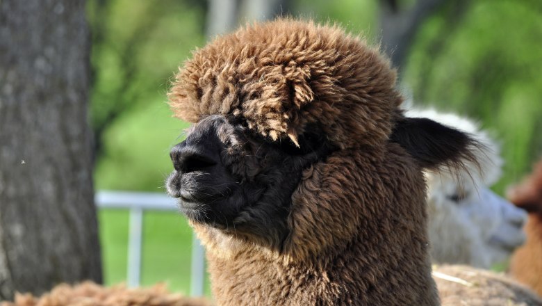 Brown alpaca before shearing, &copy; Donaublickalpakas