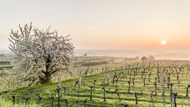 Weinstraße Traisental-Donau, © Niederösterreich-Werbung/ Robert Herbst