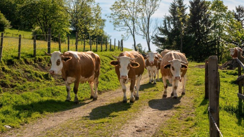 Cows, &copy; H&ouml;barten