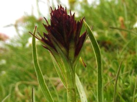 WANDERBLUME ST. AEGYD_17 - Kohlr&ouml;serlweg, &copy; Nordisches Zentrum St. Aegyd