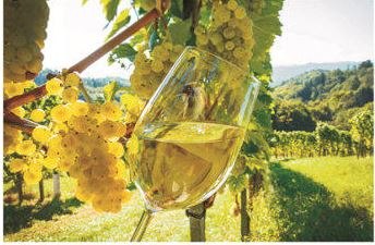 Viticulture "Luki", © Ludwig Kirchhofer