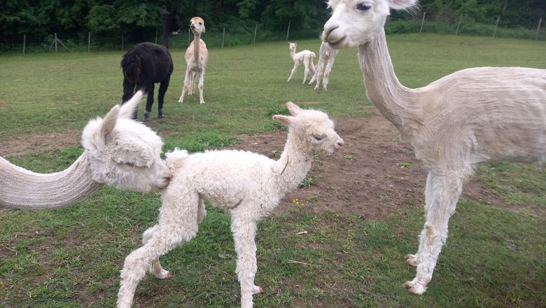 Alpkahof Klosterneuburg, &copy; Alpakahof Klosterneuburg