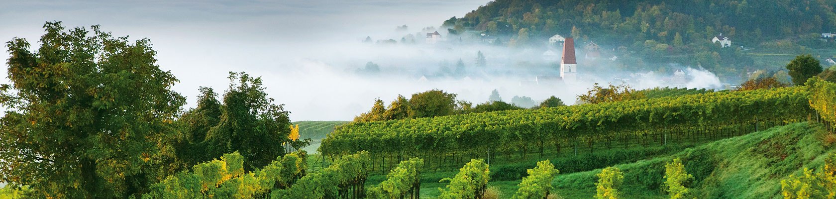 Vinařský podzim v Traisental, © schwarz-koenig.at