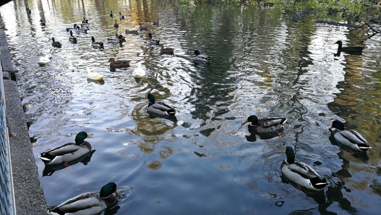 Hammerpark Enten, &copy; Roman Z&ouml;chlinger