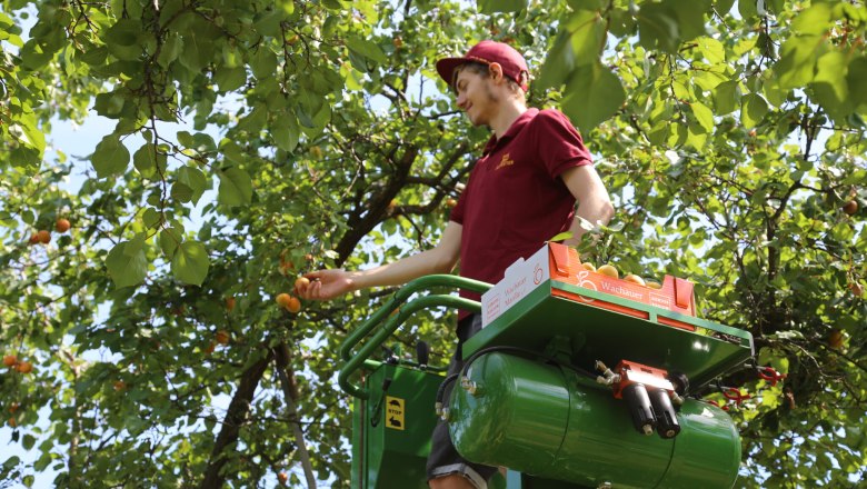 Apricot harvest in Lilli's apricot garden, © Familie Aufreiter
