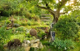 Susi's plant exchange, © Susanne Mitas