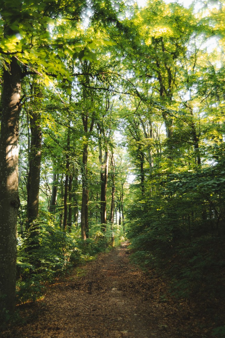 Stinné lesní cesty., © Wienerwald Tourismus/Louis Geister