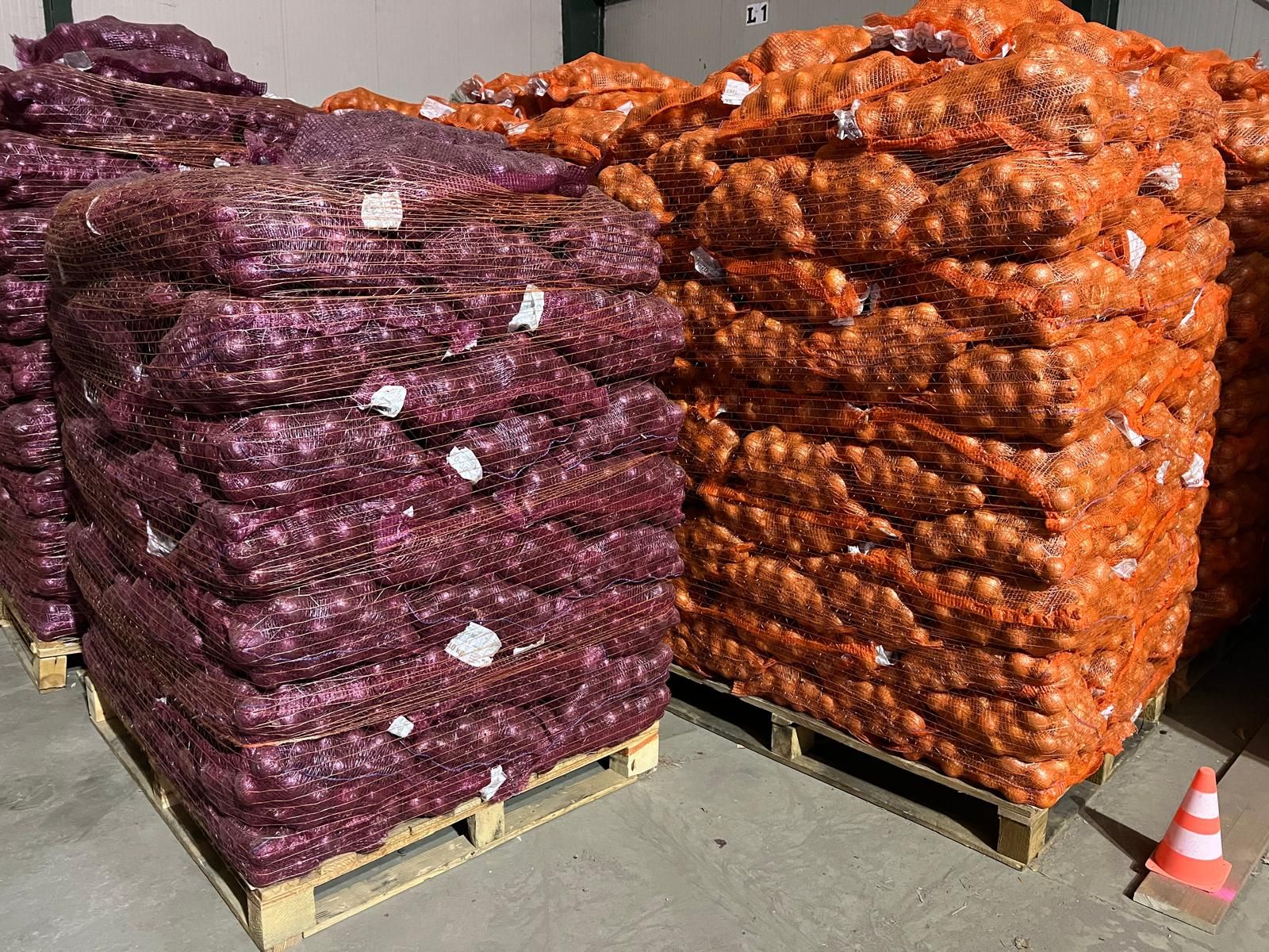 Pytle červené a hnědé cibule naskládané na paletách ve skladu.