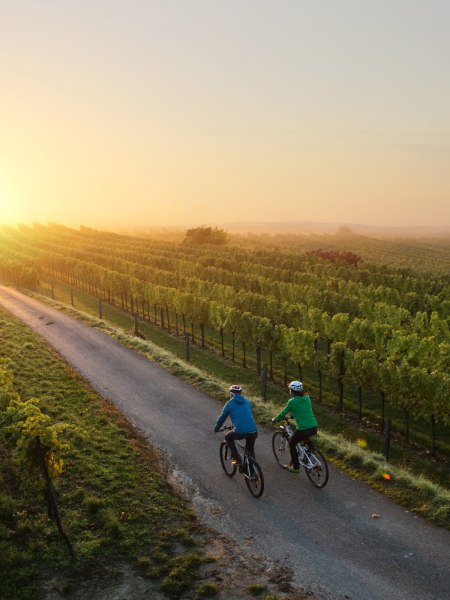 Traisentalská cyklotrasa cez vinohrady, © schwarz-koenig.at