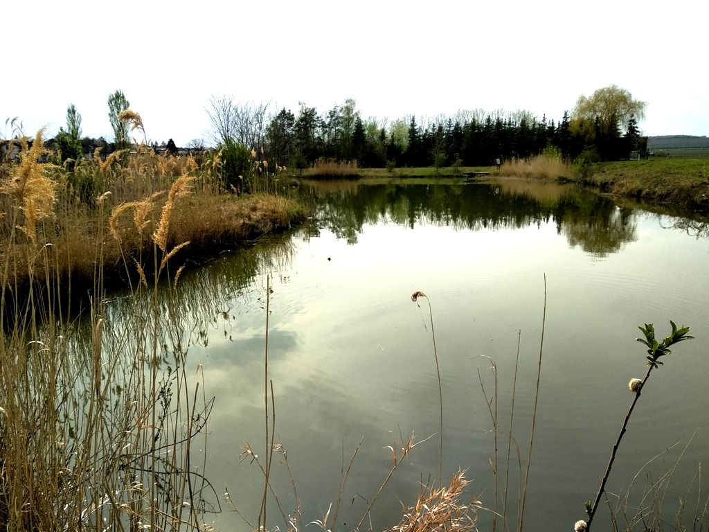 Malý rybník s rákosím a stromy v pozadí.