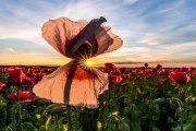 Bild Sommer, © Niederösterreich Werbung/Christian Majcen