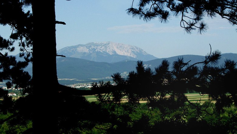Pohled na Schneeberg přes stromy, v popředí louky.