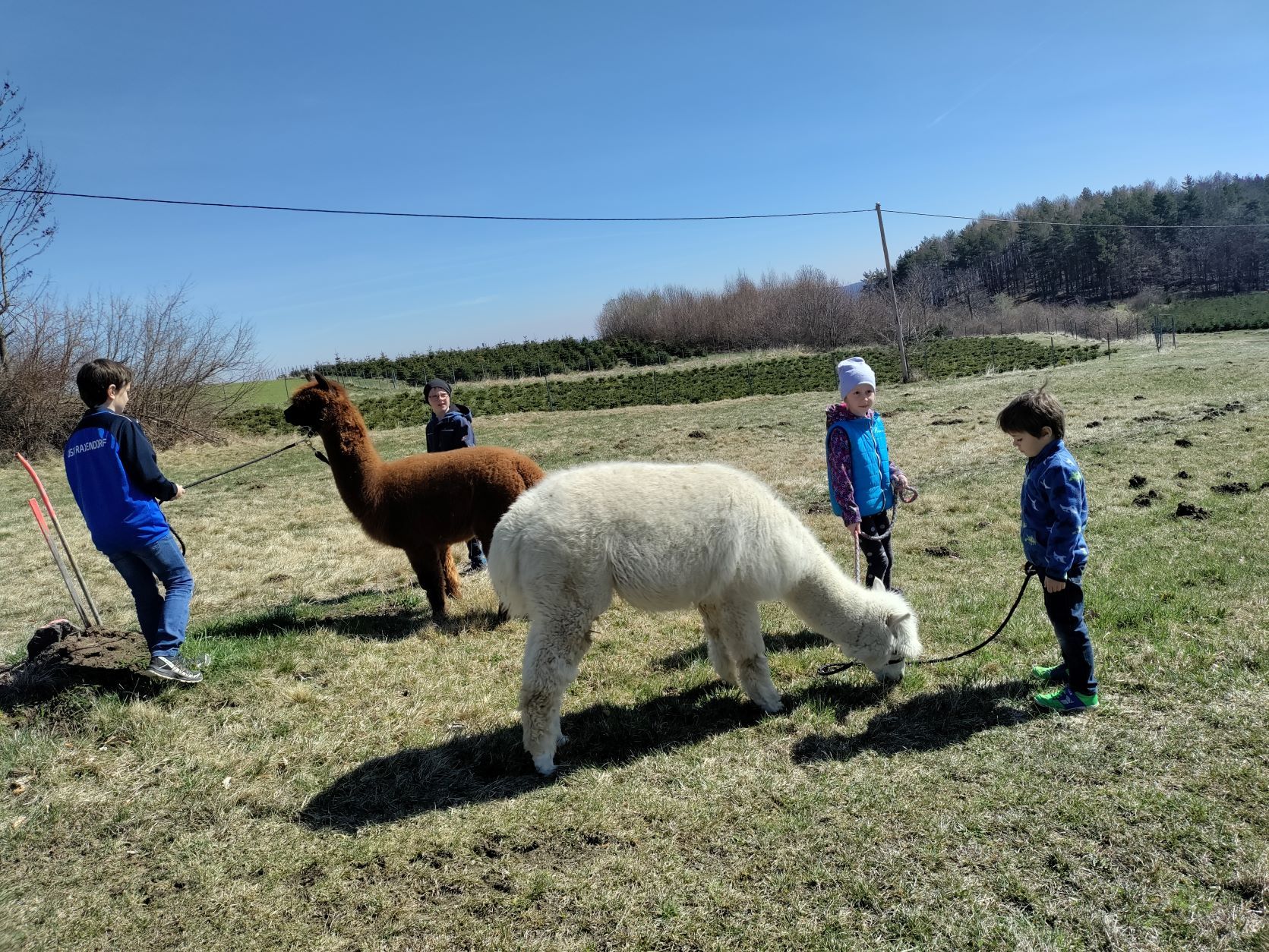 Děti jdou s alpakami na procházku na louku.