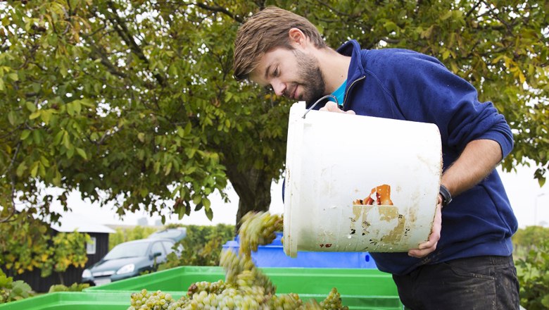 Winemaker Alexander Waberer, © Weingut Waberer
